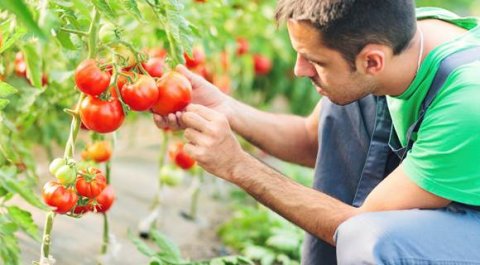 man met tomatenboom