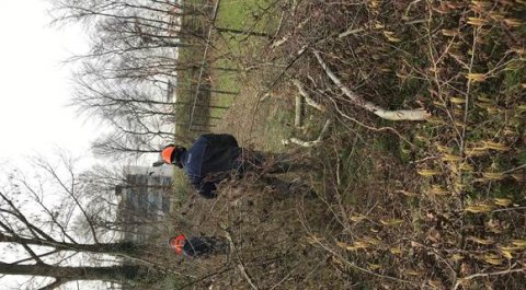 omgezaagde bomen 