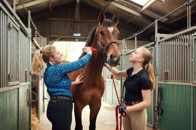 cluster paardensport en -houderij